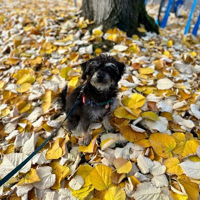 Erin Krakow and her fellow Hallmark movie star, Ben Rosenbaum, adopted a dog from Tobie's Small Dog Rescue.